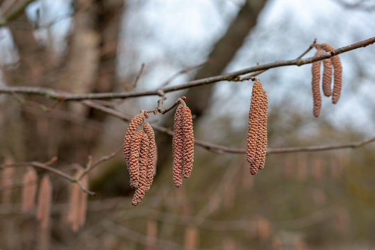 male catkins on a common hazel tree Latin corylus avellana from the birch family or betulaceae the fruit is the hazelnut in winter in the marshes or pallude