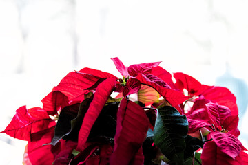 Isolated closeup of potted red poinsettia leaves plant in winter, white background indoors inside home decorative