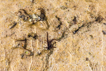 Schlangenstern am Meeresboden in Ägypten (Ophiuroidea)