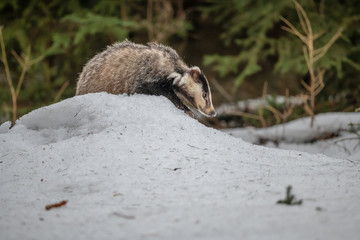 badger running in snow, winter scene with badger in snow