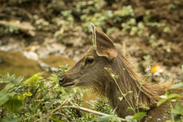 Sambar deer