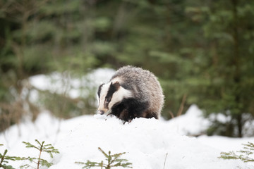 badger running in snow, winter scene with badger in snow