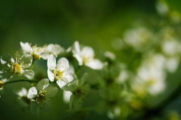 blooming apple tree