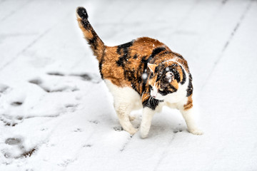 One old calico cat standing alone on wooden deck planks covered in snow during snowstorm, storm, snowing weather with snowflakes, flakes falling outside, outdoors