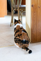 Back of one calico old cat sitting by kitchen on carpet floor, waiting for food in home, house, apartment, living room indoors, inside