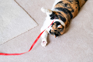 Closeup of calico cat, lying on back, playing with red stripe toy in living room, house, home on carpet floor, biting, catching with paws above, missing