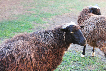 portrait of a ram