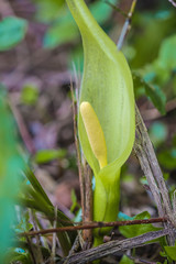 Wild Calla lily