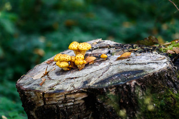 fungus on a stump