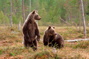Obraz na płótnie Canvas Bears in the forest 