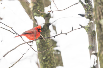 Red northern cardinal bird, cardinalis, perched on tree branch covered in snow, during heavy winter snowstorm, storm, falling snowflakes, snowing in Virginia