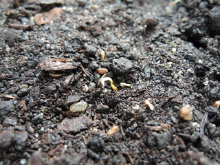 Sprouts make their way through the ground to grow