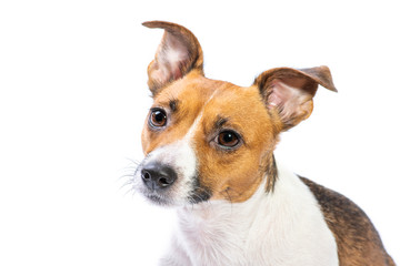 Closeup Portrait Jack Russell Terrier, standing in front, isolated white background