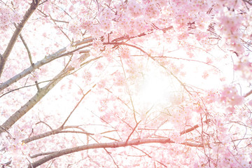 Looking up, low angle view of vibrant pink cherry blossom sakura tree, sunburst through branch, sky, flower petals in spring, Washington DC, sunny, sun, sunshine, sunlight, backlight