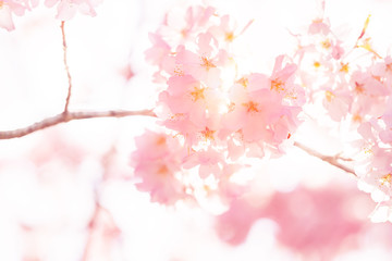 Looking up, low angle closeup view of one vibrant pink cherry, sakura blossom tree branch, sky,...