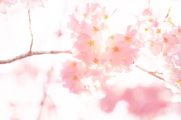 Keuken foto achterwand Looking up, low angle closeup view of one vibrant pink cherry, sakura blossom tree branch, sky, flower petals in spring, springtime Washington DC, sunny, sun, sunshine, sunlight, light, backlight © Andriy Blokhin