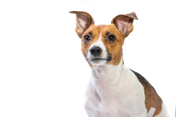 Closeup Portrait Jack Russell Terrier, standing in front, isolated white background