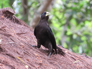 Pássaro negro