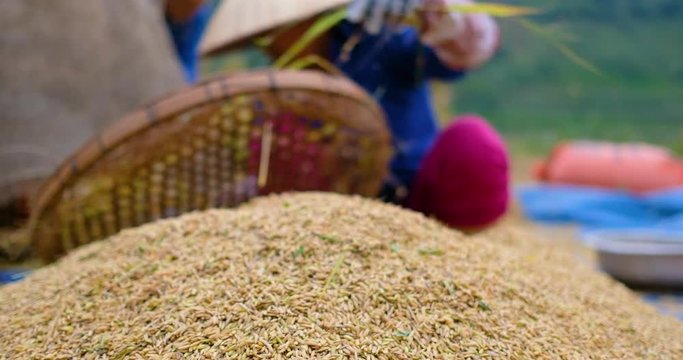 Sifting ripe rice harvest season. An old woman sieves the rice at field in local village. Royalty high-quality free stock video footage of woman cleaning harvested rice or sift rice in North Vietnam