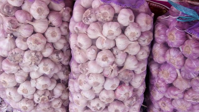fresh garlic harvest in purple nets. garlic harvest.