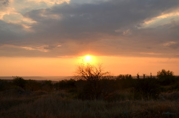 Beautiful summer sunset in pink colors on the background of tree silhouettes, fields and a blue sky