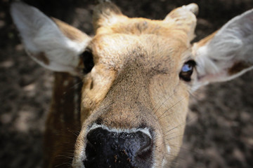 A deer portrait