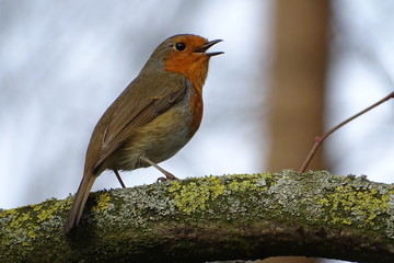 Robin Redbreast