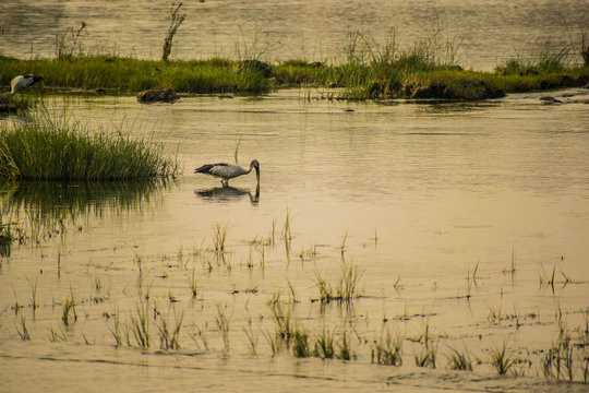ducks on the lake