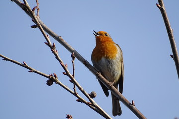 Robin Redbreast