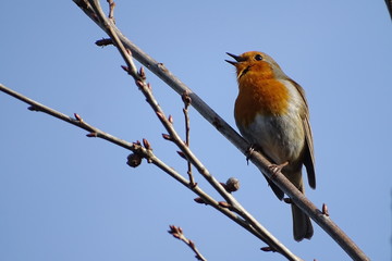 Robin Redbreast