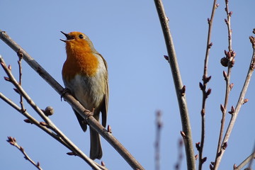 Robin Redbreast