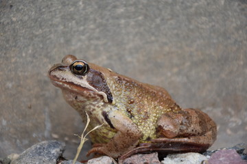 frog