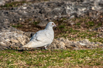 White Pigeon on the land
