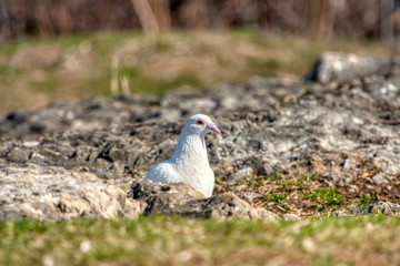 White Pigeon on the land