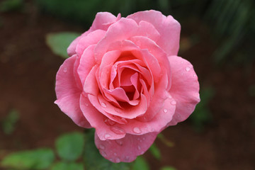 Pink rose with drops of water on it.