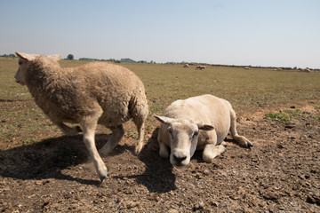 Fototapeta premium sheep