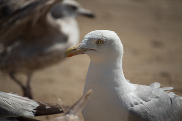 seagull