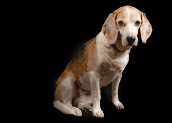 Beagle's dog