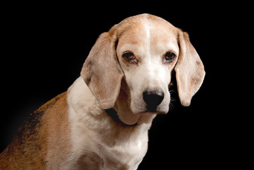 Beagle dog