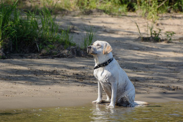Lambrador dog sits on the banks of the river