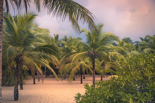 Beach palm trees landscape sunlight pink sunset sky island background vintage style 