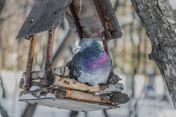 A gray pigeon with rainbow neck and bright eyes is in a brown wooden bird and squirrel feeder house in the park in winter
