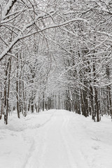 Winter landscape with snow covered trees and path