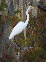 Great egret in Lake Martin, Louisiana.