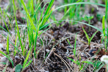 The first shoots of young grass in early spring closeup