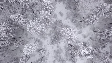 Aerial straight down view over snow covered trees, slowly moving drone shot.