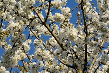 0568.Multitude of branches of cherry blossoms. A blue sky in the background.