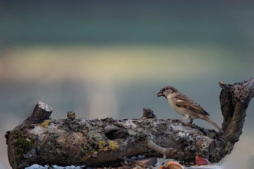 moineau près de la mangeoire 