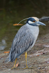 Yellow-crowned Night Heron Profile Near Lakeshore