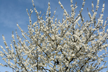 Cherry blossoms on a cloudy blue sky.